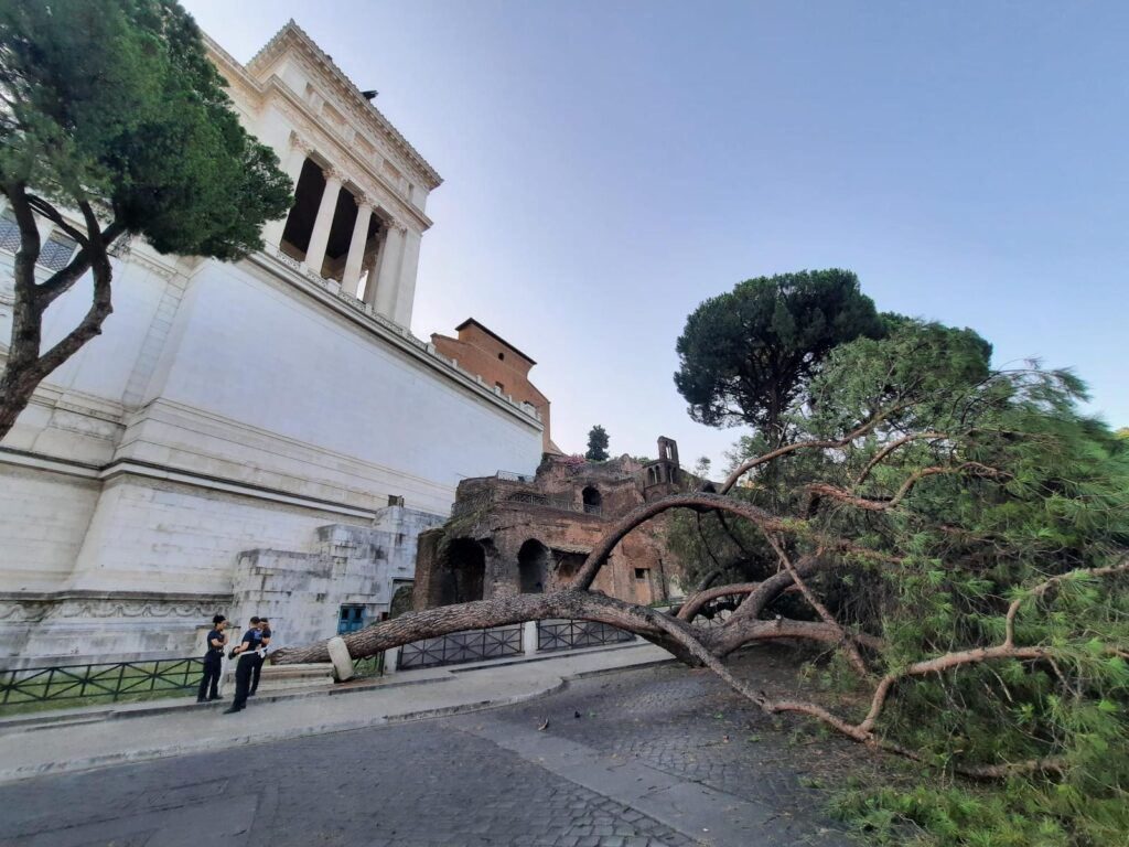 albero caduto roma 1