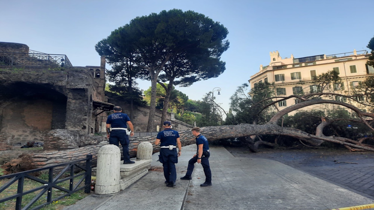 alberi Roma crolli Campidoglio