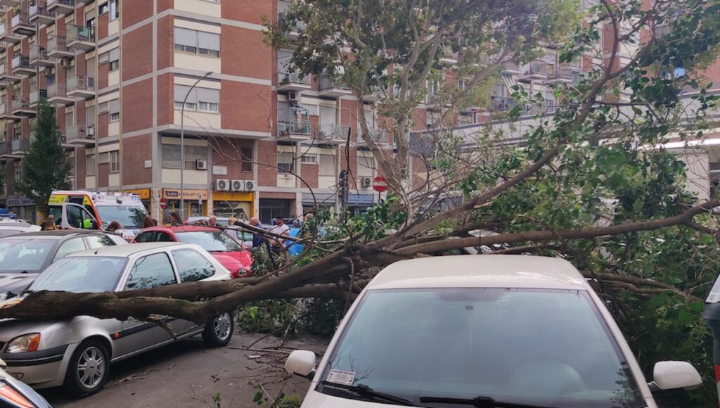 Vento forte a Roma, 80 interventi per alberi e rami caduti: grosso ramo sulle auto a Marconi