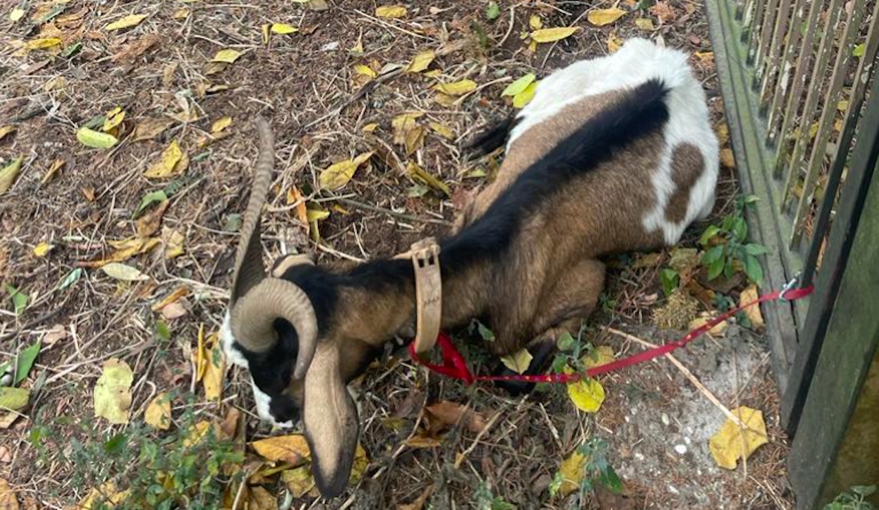 Capretta abbandonata sull’Appia: era stata legata ad un cancello