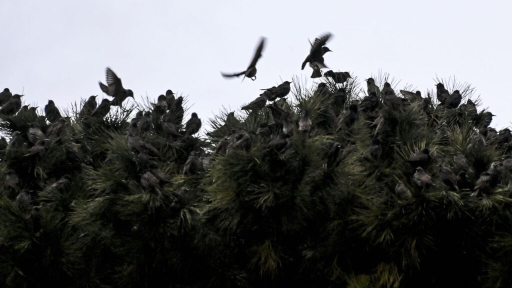 Allerta guano a Roma, sono tornati gli storni: ecco come fare le segnalazioni