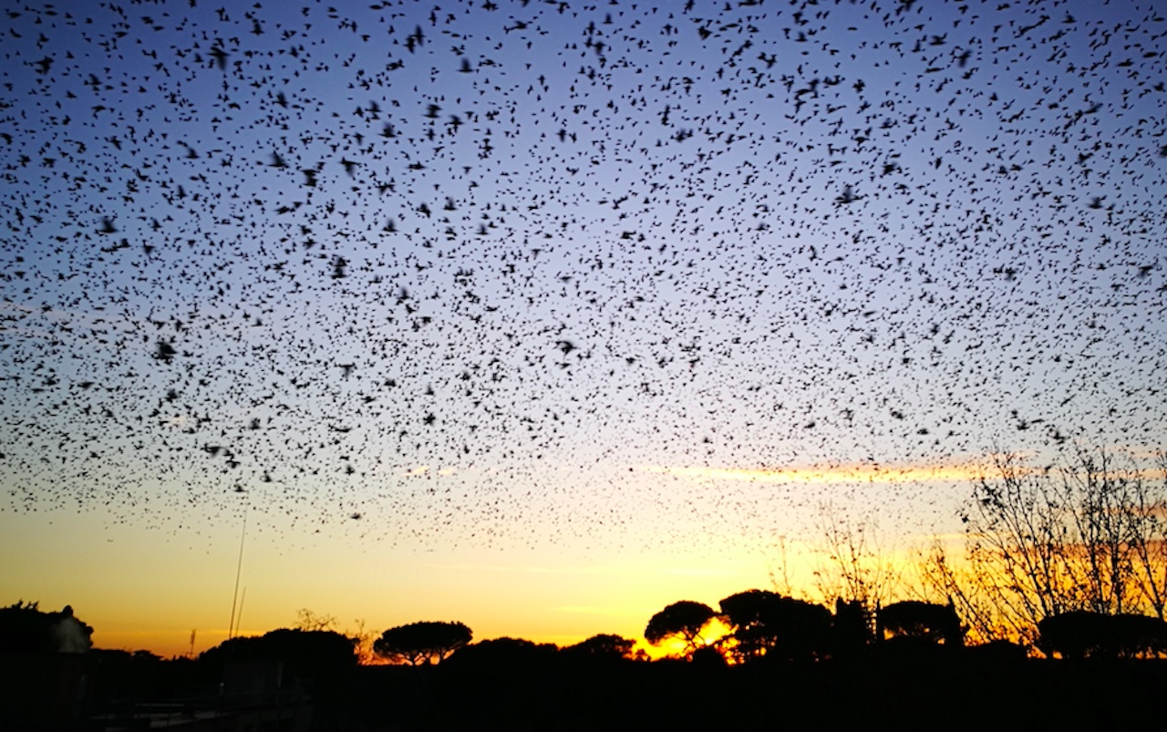 Allerta guano a Roma, sono tornati gli storni: ecco come fare le segnalazioni