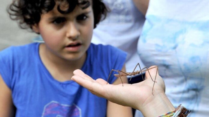 Insetti bioparco