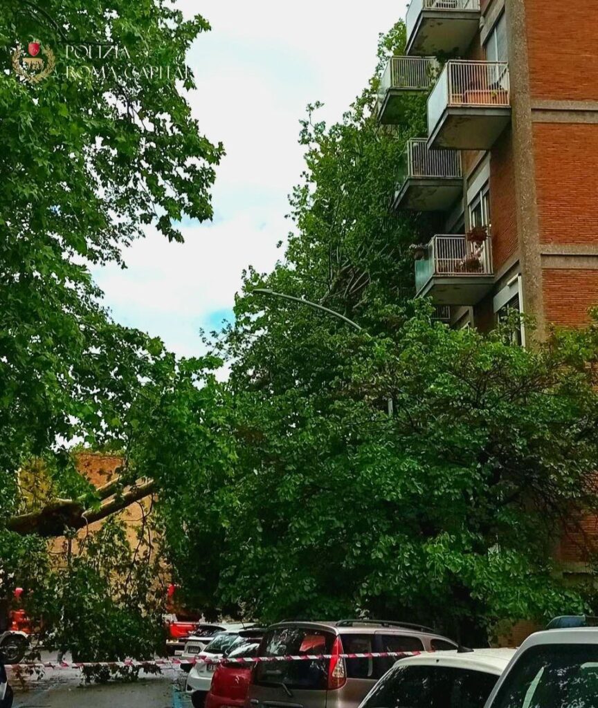 albero caduto roma via latina