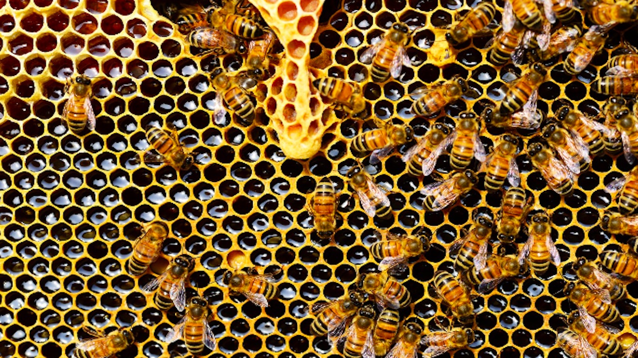 Roma, 200mila api nel muro di un palazzo: 