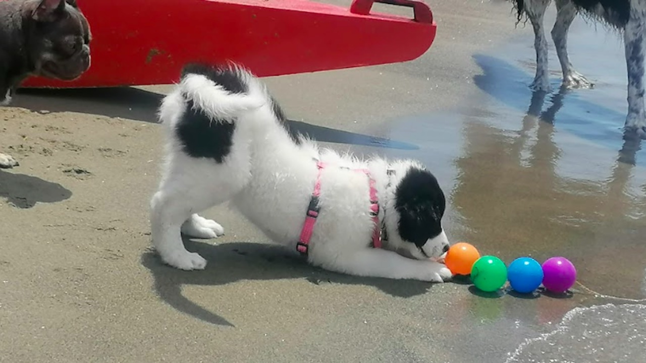 Fiumicino, riaperta la Baubeach di Maccarese: la prima spiaggia per cani liberi e felici