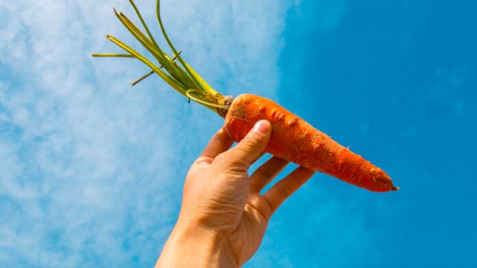 Fiumicino, 25 e 26 maggio si festeggia la carota: degustazioni, laboratori e spettacoli