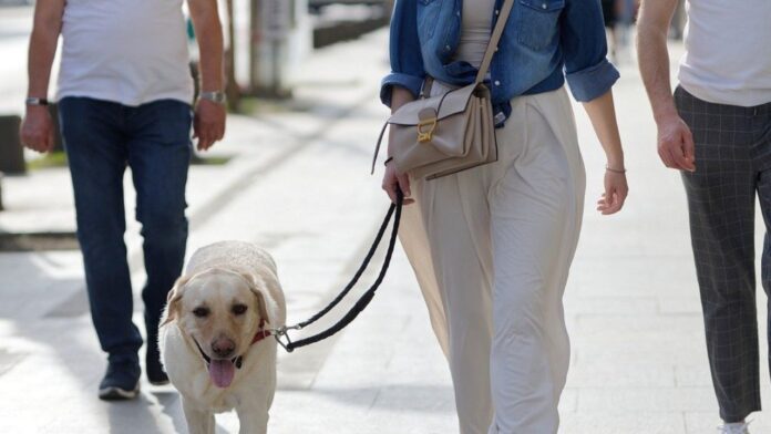 cani elezioni europei votare cane