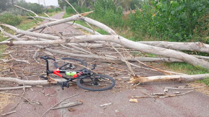 Albero crolla sulla pista ciclabile a Tor di Valle: ciclista si salva lanciandosi dalla bici