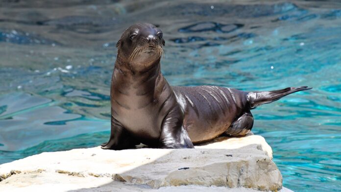 Al Bioparco di Roma arriva Nami: si allarga la famiglia di otarie della California