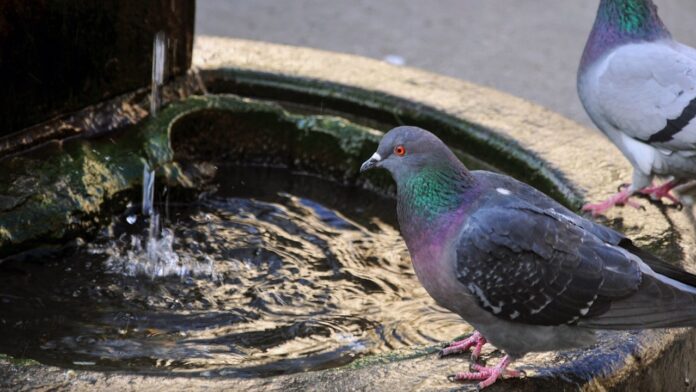 Caldo record nel Lazio: 1 agosto bollino rosso da Roma a Rieti