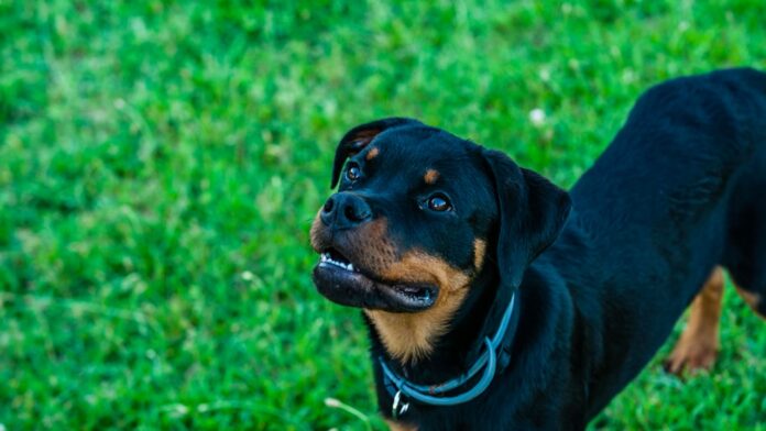 Roma, avvocato picchiato alla Balduina per aver chiesto di mettere il guinzaglio al cane