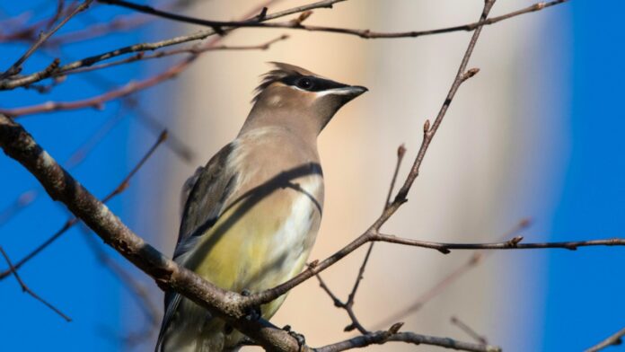 Lipu, due giornate dedicate al birdwatching: ecco dove nel Lazio