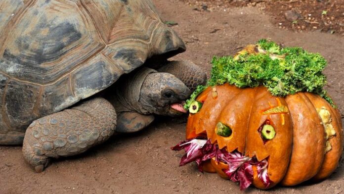 Roma, al Bioparco domenica laboratori e zucche agli animali per Halloween