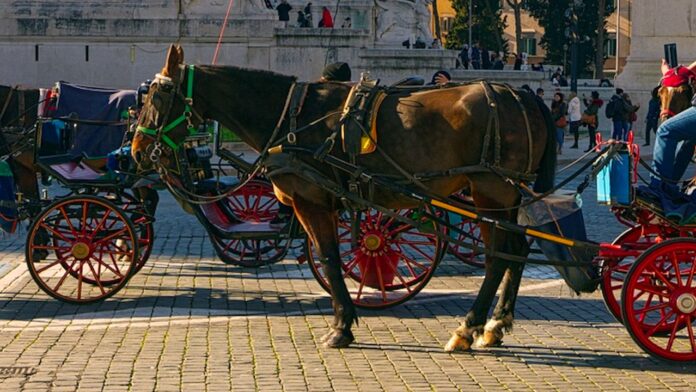 Botticella investita nel centro di Roma, Garante animali: 