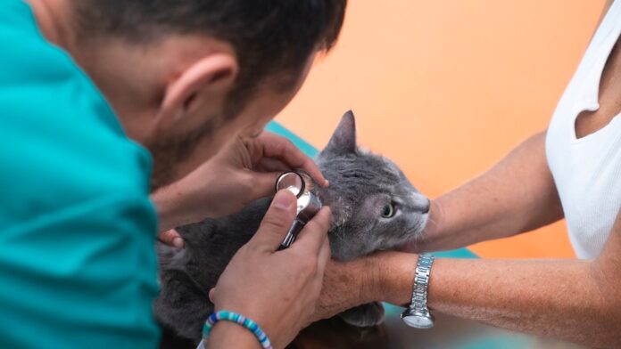 Roma, inaugurato l'ambulatorio sociale veterinario Lav